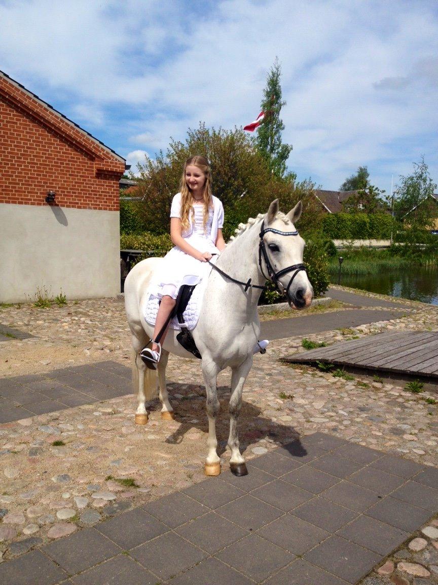 Welsh Pony (sec B) Diablo billede 1