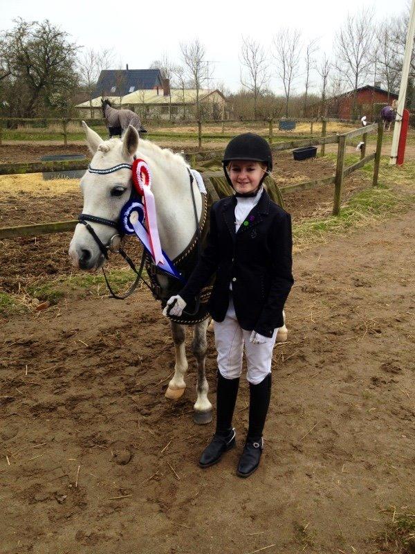 Welsh Pony (sec B) Diablo billede 18