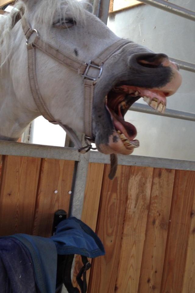 Welsh Pony (sec B) Diablo billede 19