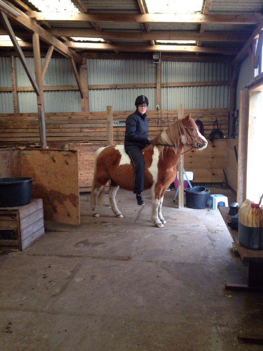 Anden særlig race Tito billede 19