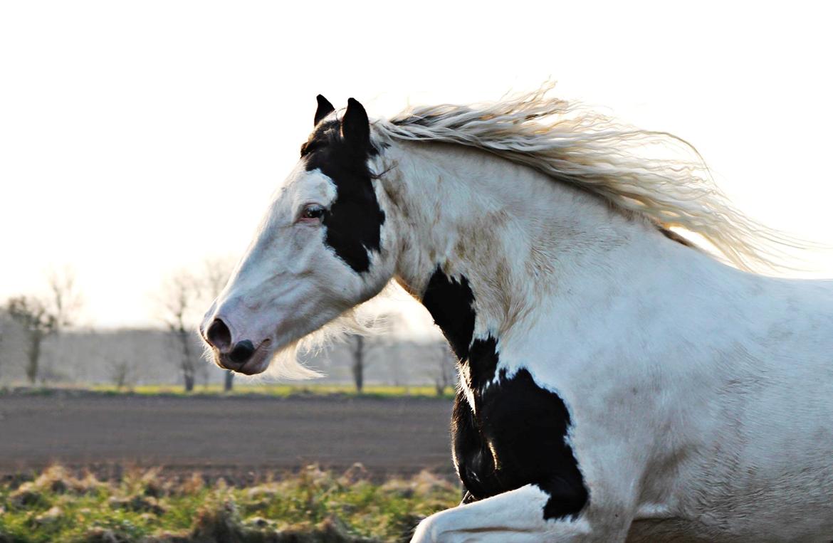 Tinker Hauge's Aileen [Ko] - Lækker hest! - 5 år. billede 2