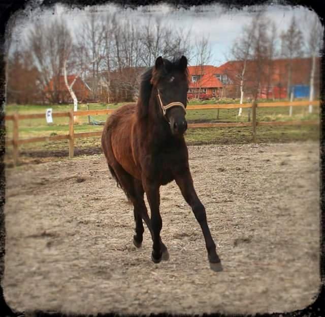 New Forest Calandias Blackjack billede 13