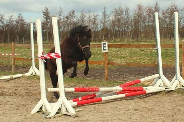 New Forest Calandias Blackjack billede 14