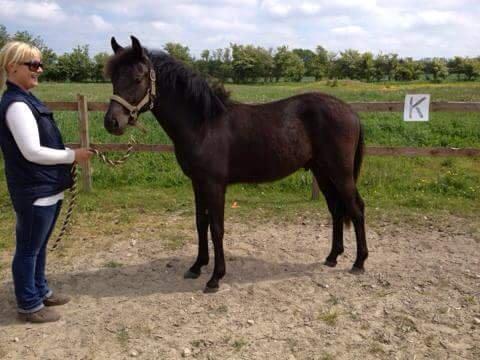 New Forest Calandias Blackjack billede 15