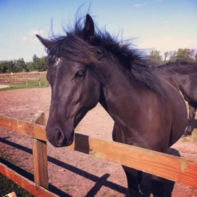 New Forest Calandias Blackjack billede 16