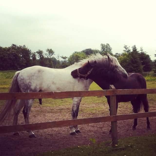 New Forest Calandias Blackjack billede 17