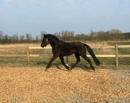 New Forest Calandias Blackjack billede 18