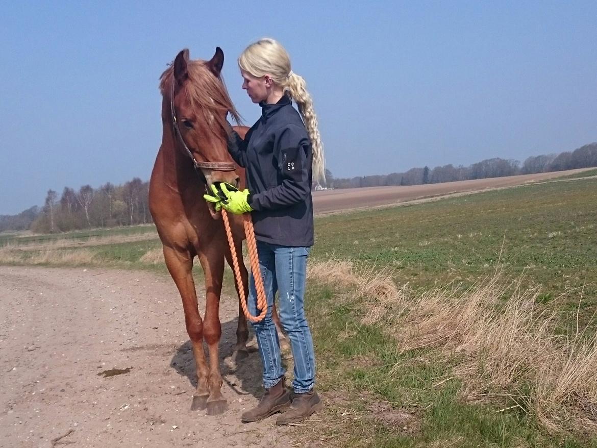 Arabisk fuldblod (OX) KI Gharib ox *Ribber* - *SOLGT* billede 3