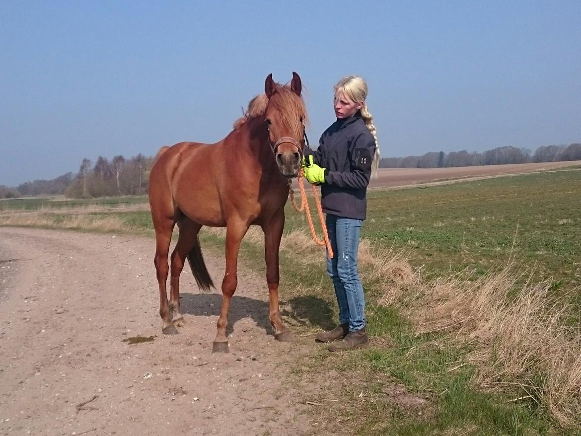 Arabisk fuldblod (OX) KI Gharib ox *Ribber* - *SOLGT* billede 39