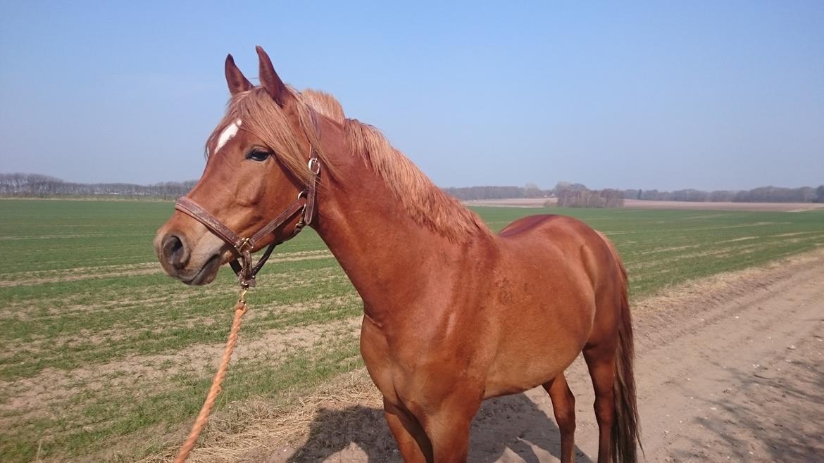 Arabisk fuldblod (OX) KI Gharib ox *Ribber* - *SOLGT* billede 41