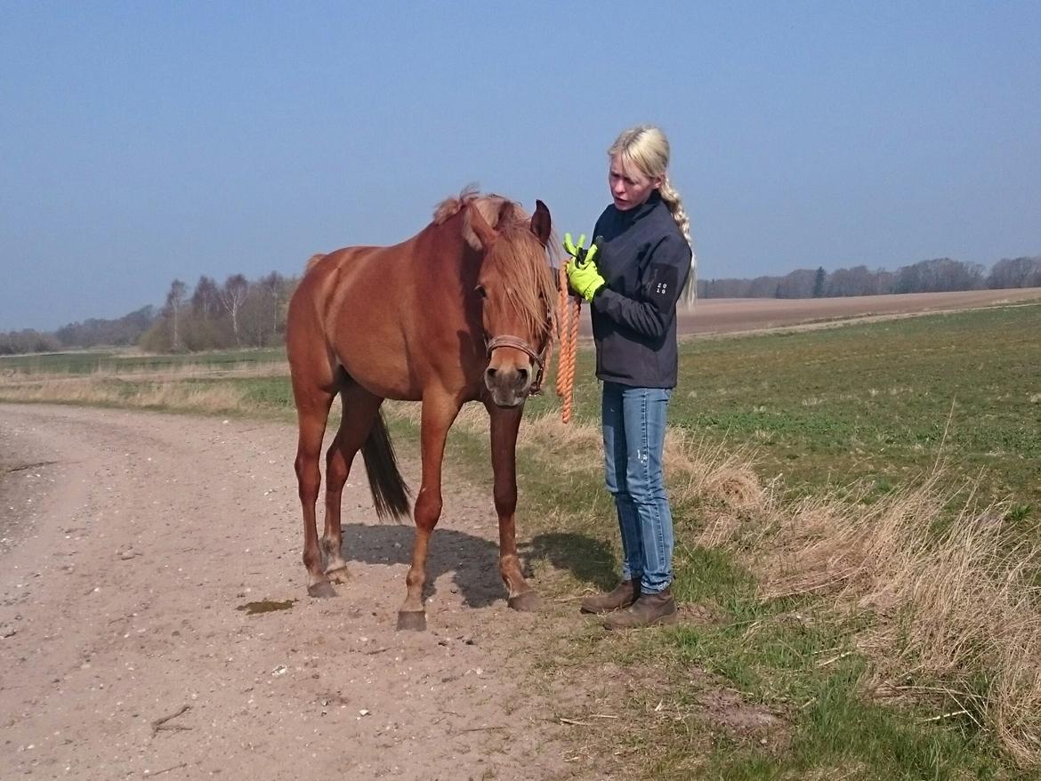 Arabisk fuldblod (OX) KI Gharib ox *Ribber* - *SOLGT* billede 43