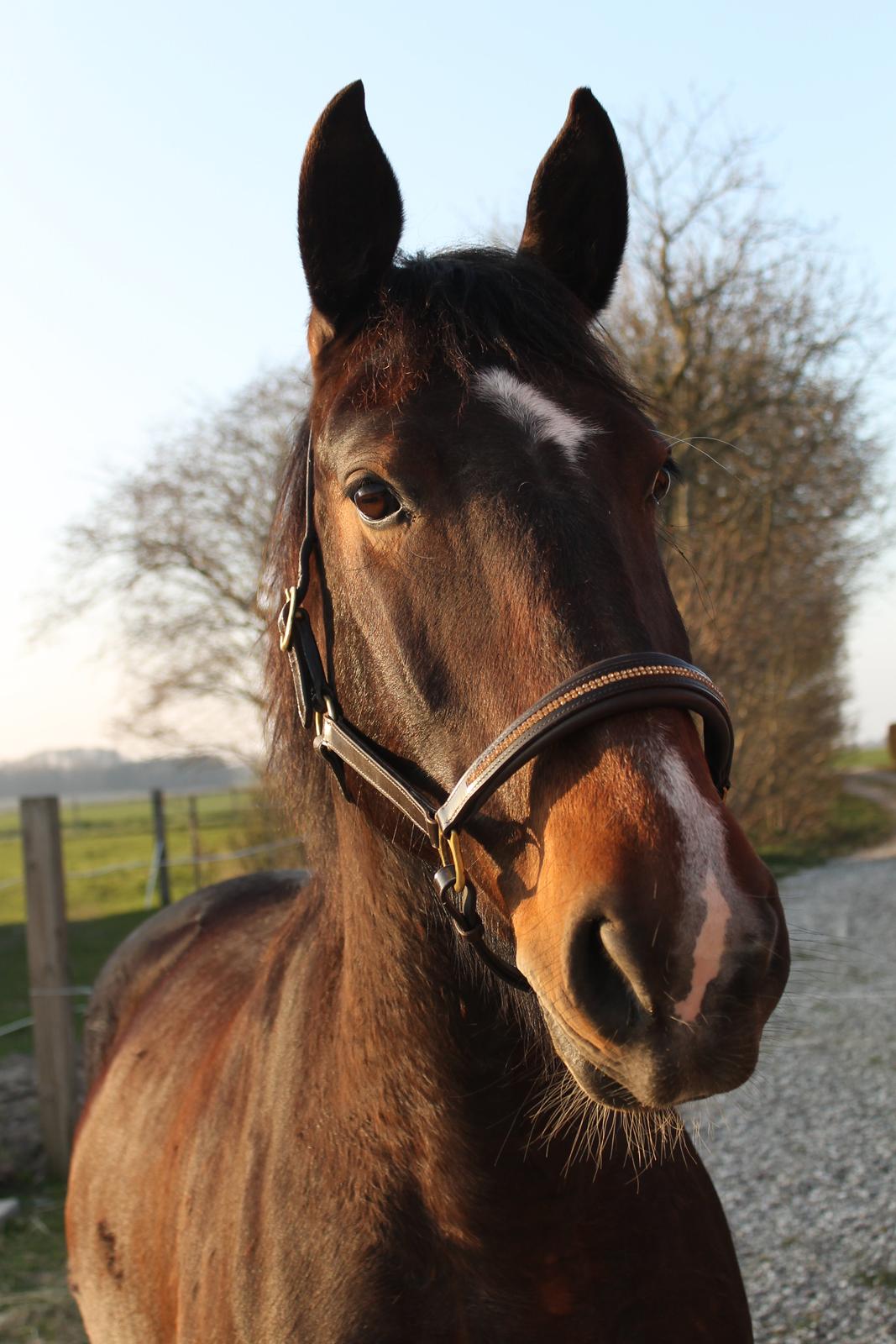 Oldenborg Bitten Hedegård (kælepotten)<3 Solgt :i billede 30