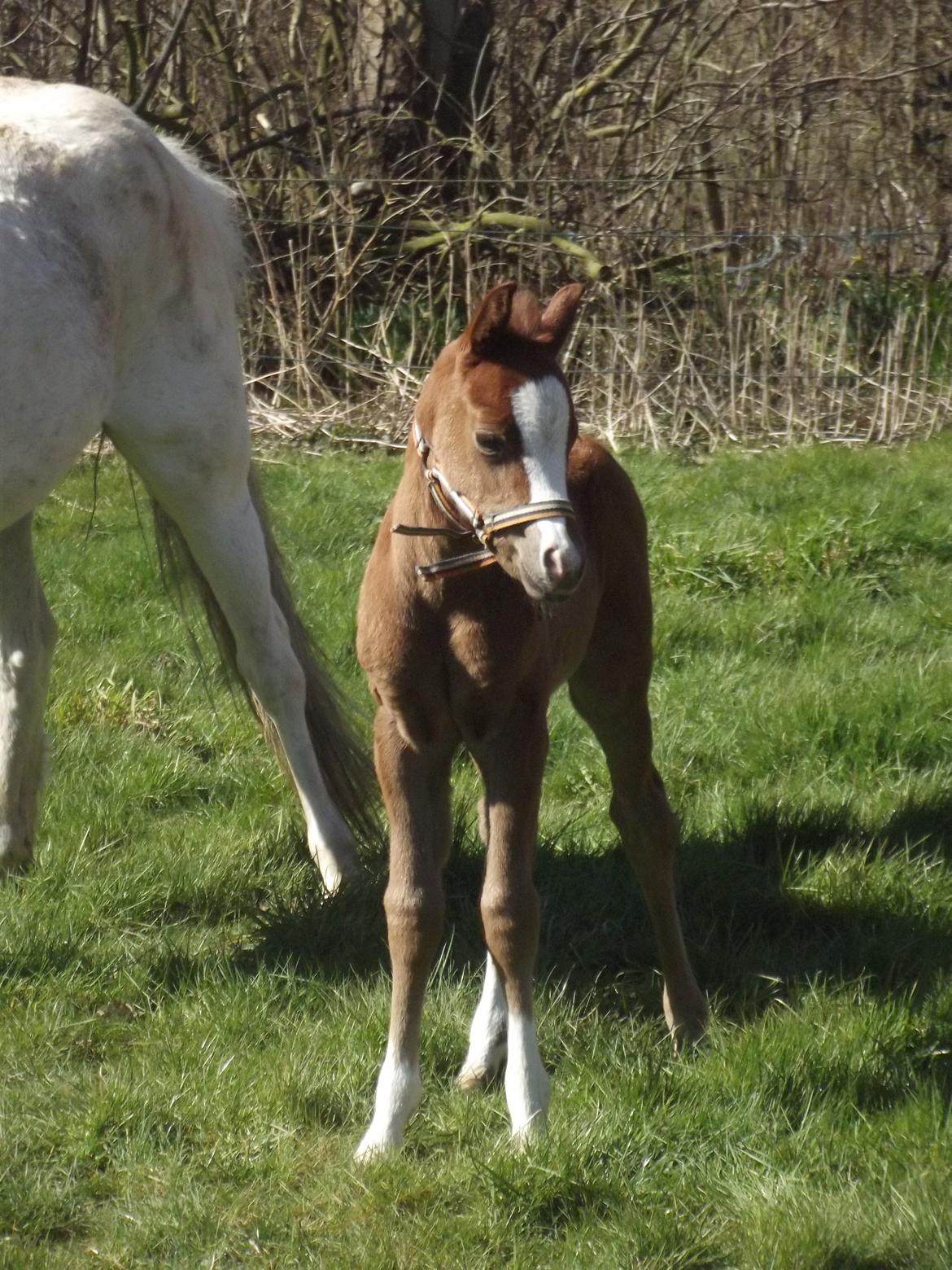Welsh Pony (sec B) stud moon`s lucky moon  billede 1