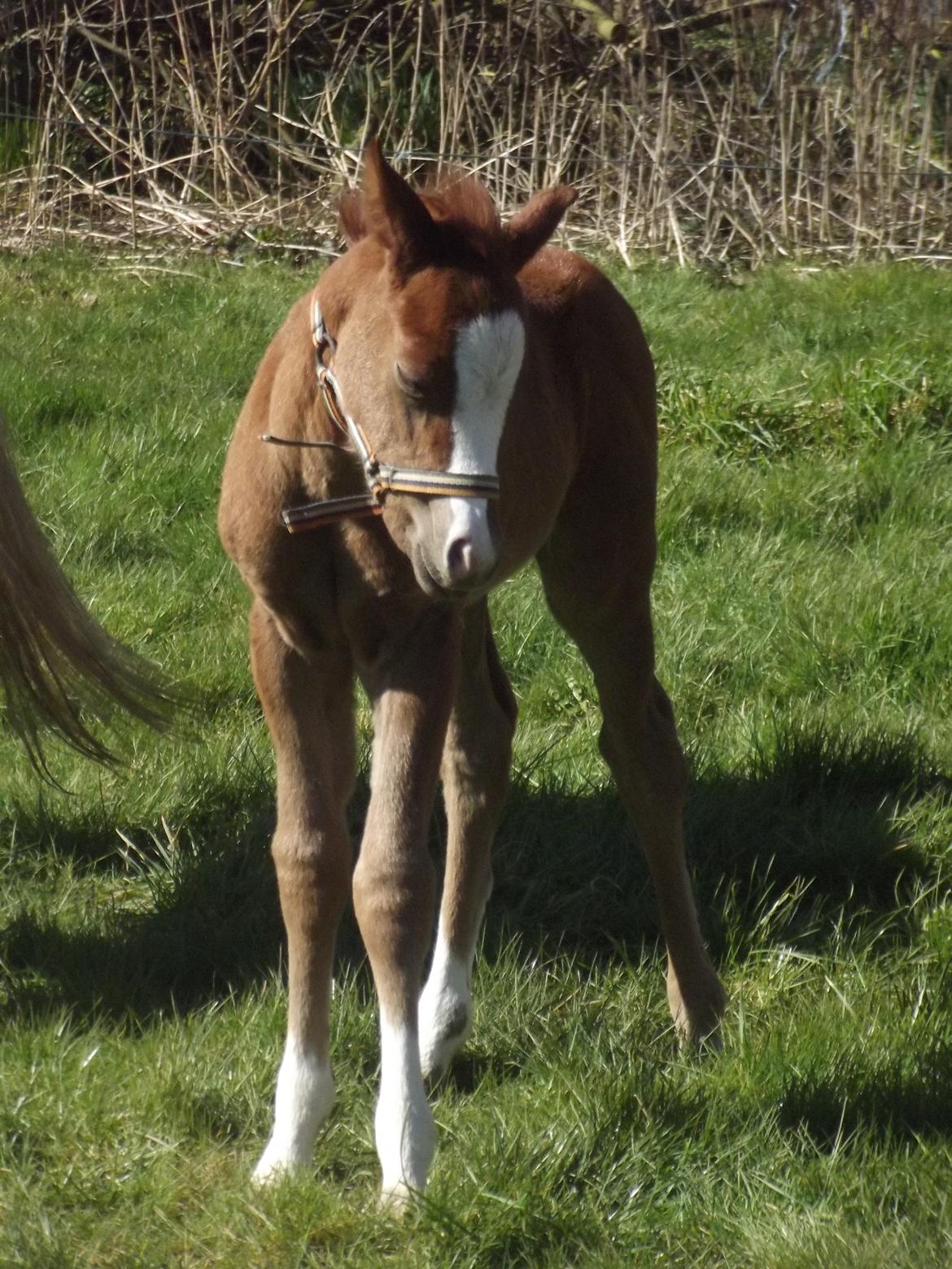 Welsh Pony (sec B) stud moon`s lucky moon  billede 2