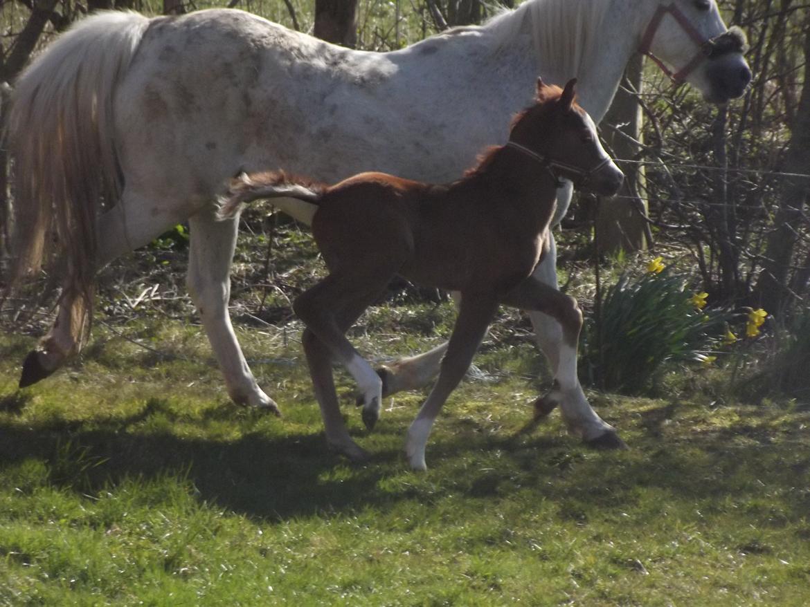 Welsh Pony (sec B) stud moon`s lucky moon  billede 3