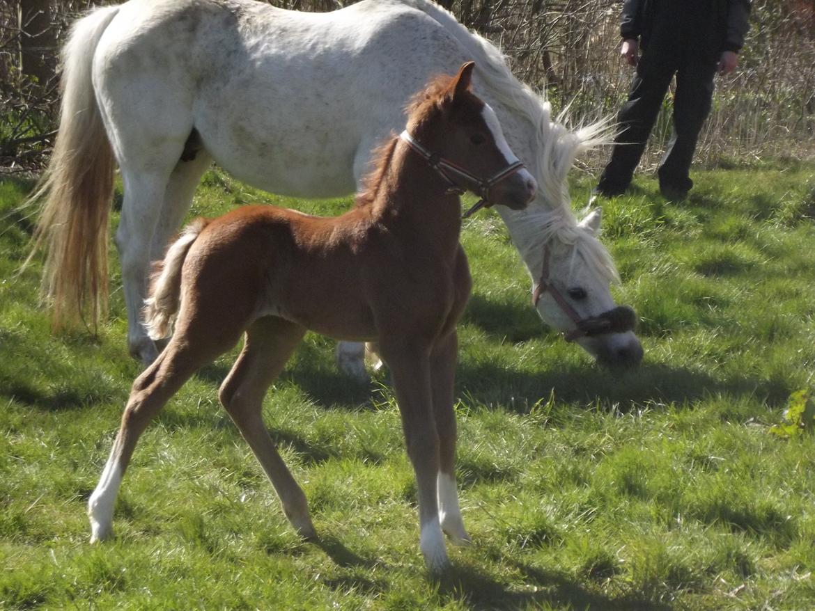 Welsh Pony (sec B) stud moon`s lucky moon  billede 4