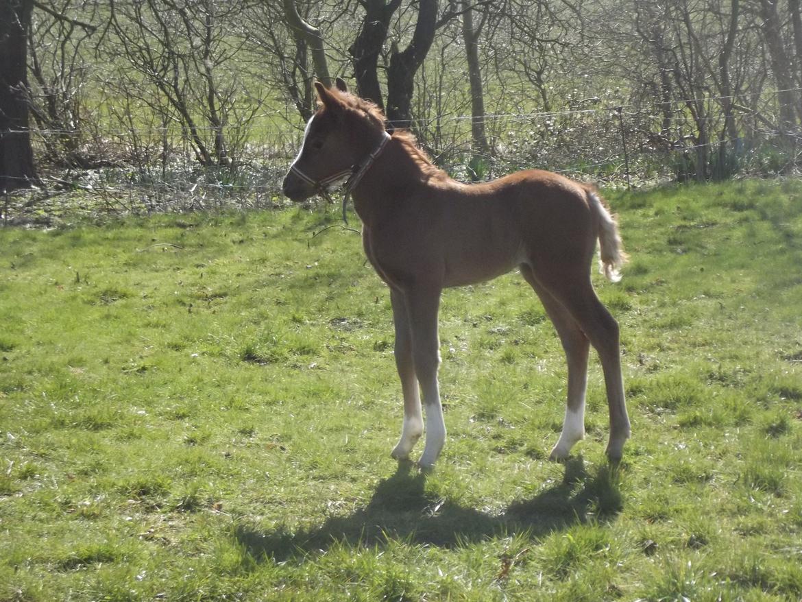 Welsh Pony (sec B) stud moon`s lucky moon  billede 5