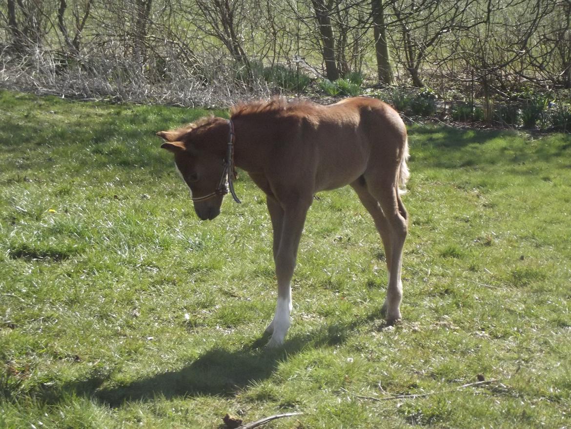 Welsh Pony (sec B) stud moon`s lucky moon  billede 6