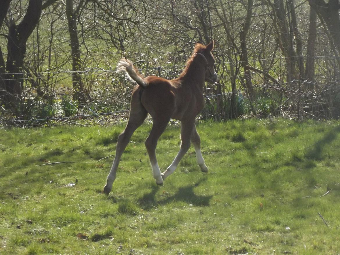 Welsh Pony (sec B) stud moon`s lucky moon  billede 7