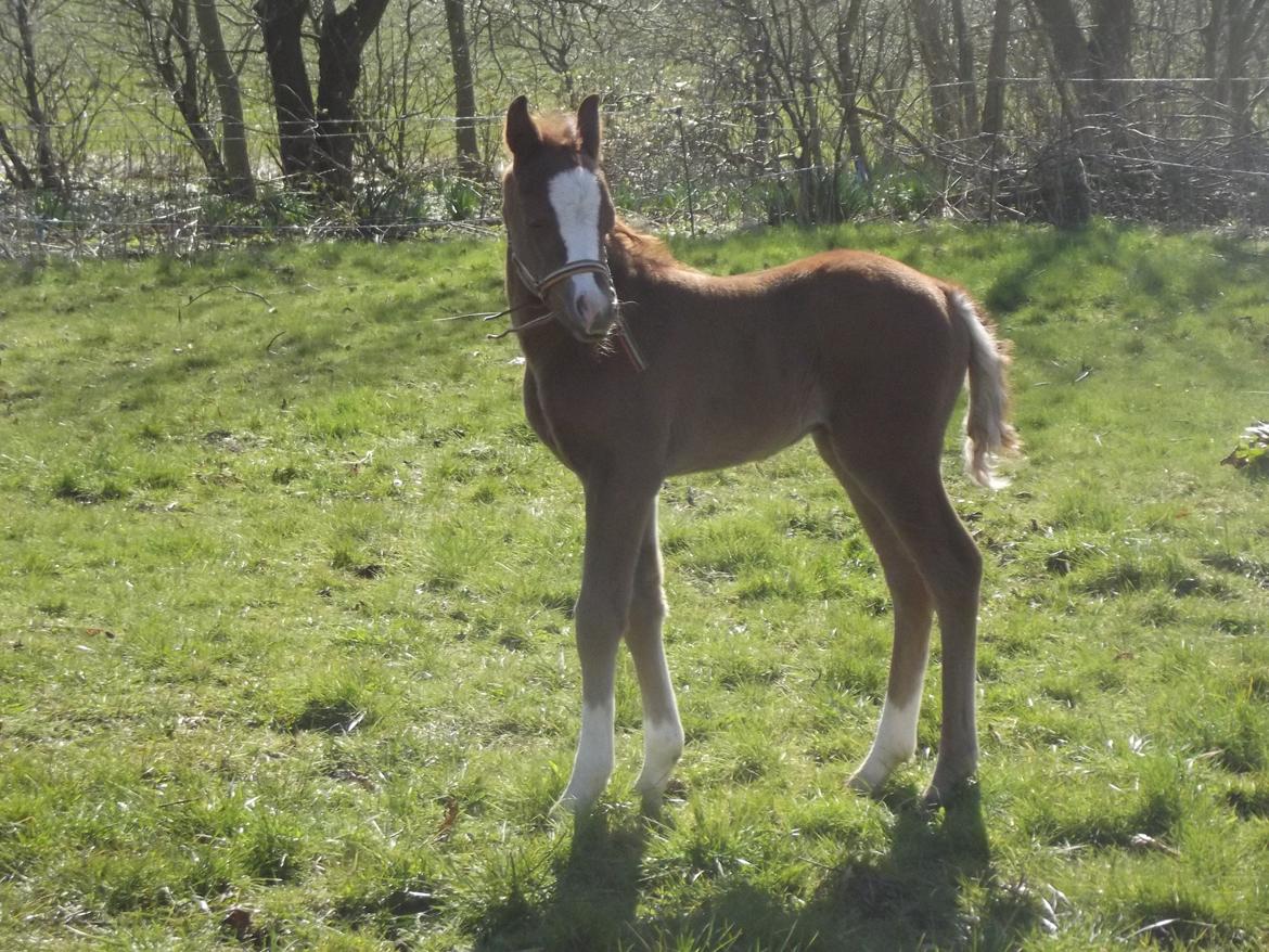 Welsh Pony (sec B) stud moon`s lucky moon  billede 8