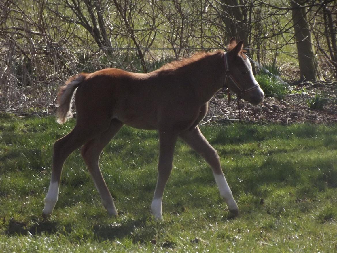 Welsh Pony (sec B) stud moon`s lucky moon  billede 9
