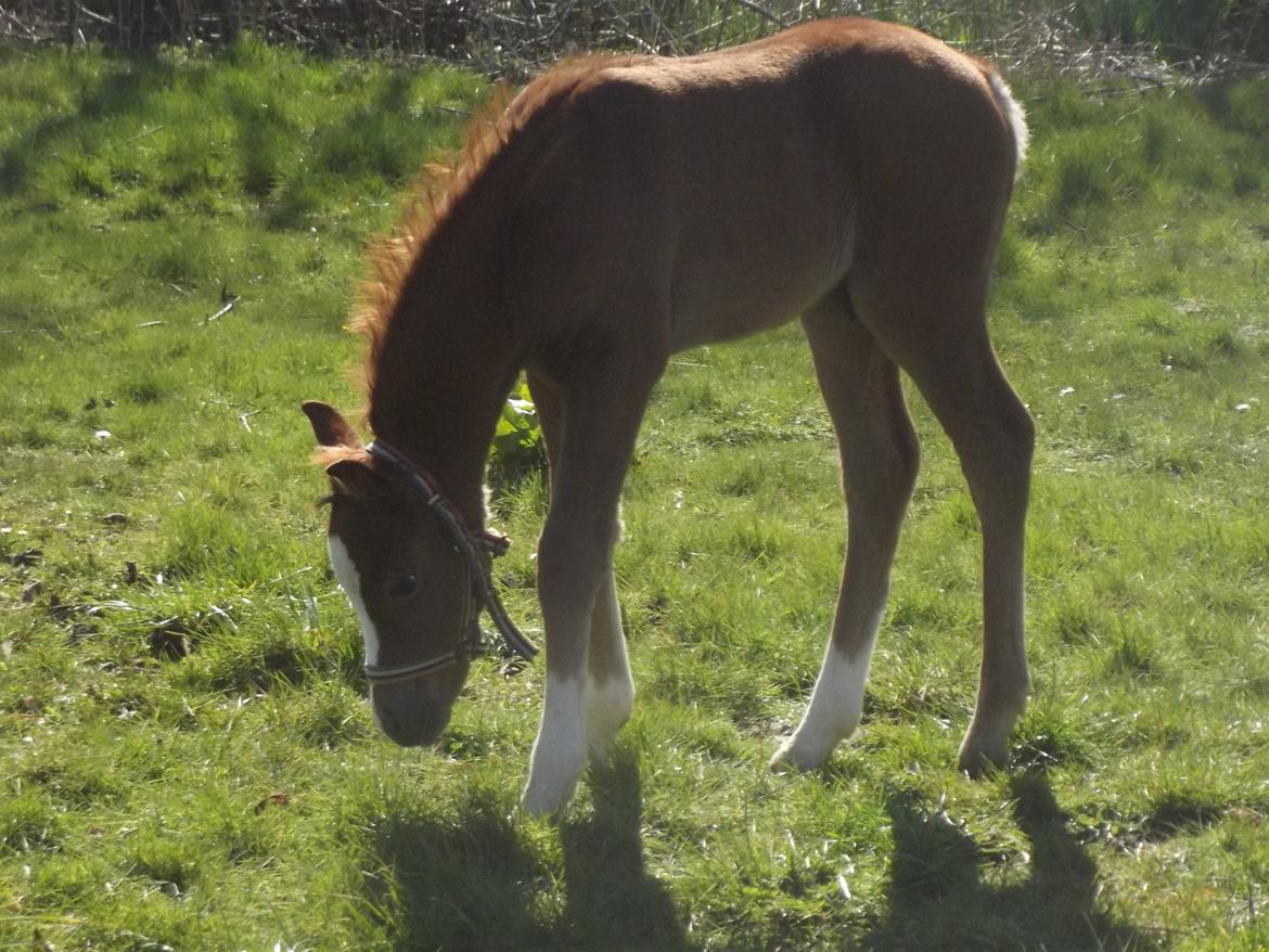 Welsh Pony (sec B) stud moon`s lucky moon  billede 10