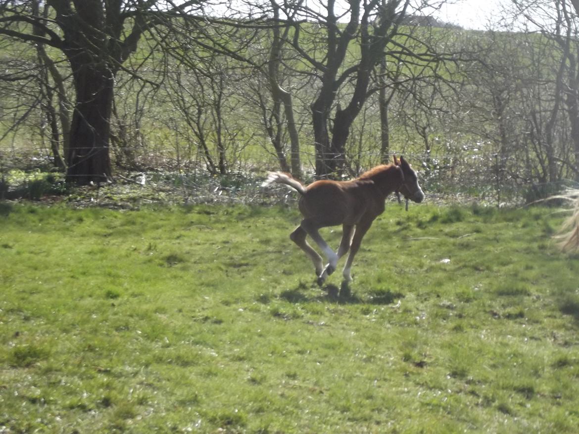 Welsh Pony (sec B) stud moon`s lucky moon  billede 11