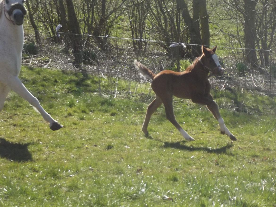 Welsh Pony (sec B) stud moon`s lucky moon  billede 12