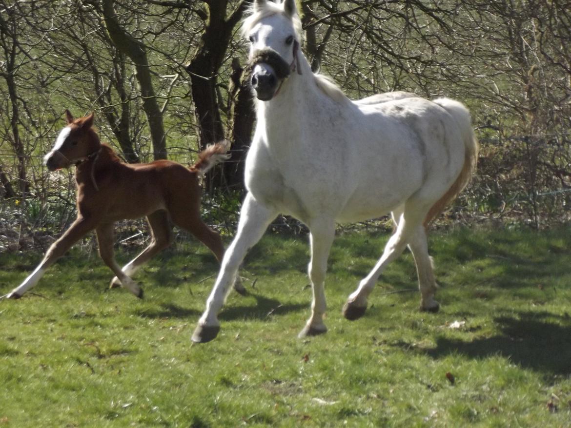 Welsh Pony (sec B) stud moon`s lucky moon  billede 13