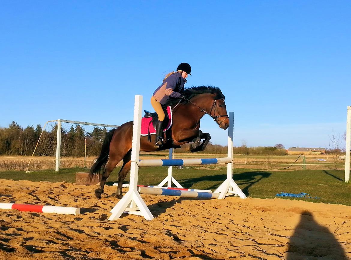 Anden særlig race MUFASJA *FASJA* søsters - rekord 80 cm april 2015 billede 3