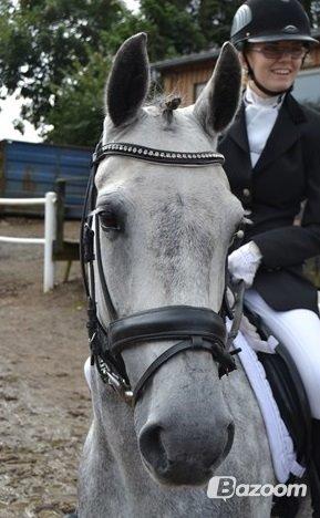 Connemara Hesselholts Wild Rose - solgt - Mathilde til stævne i Egtved. billede 1