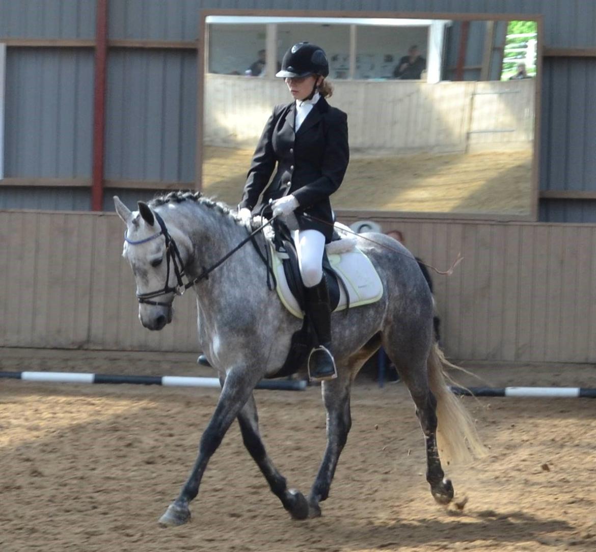 Connemara Hesselholts Wild Rose - solgt - Mathilde til stævne i Egtved. billede 8