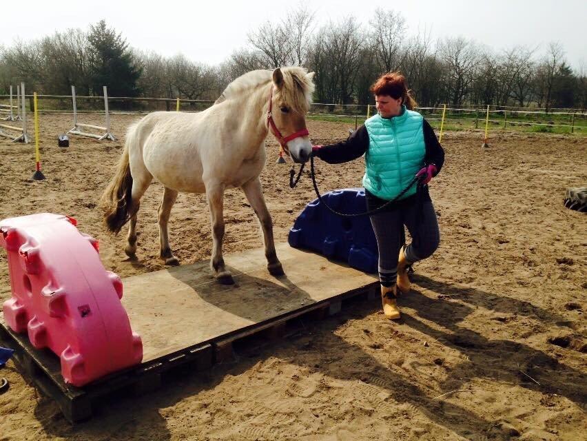 Fjordhest Vikkelsøe's unika billede 14