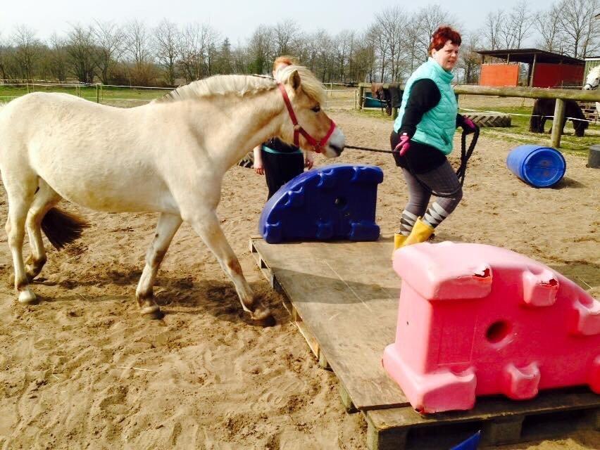 Fjordhest Vikkelsøe's unika billede 15