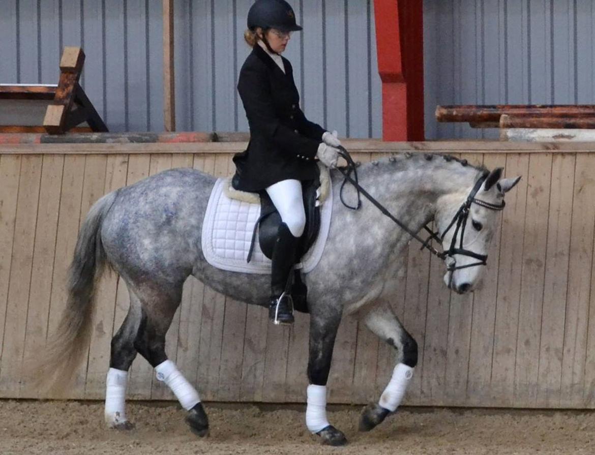 Connemara Hesselholts Wild Rose - solgt billede 2