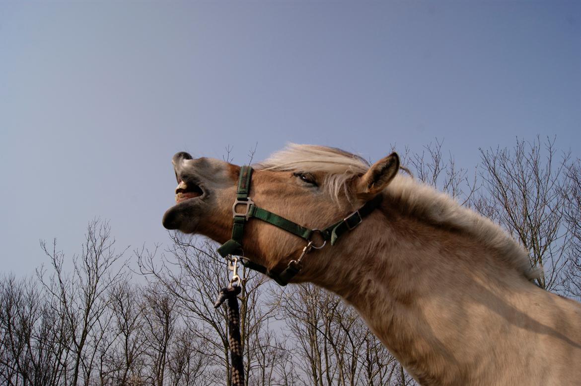 Fjordhest fraja billede 1