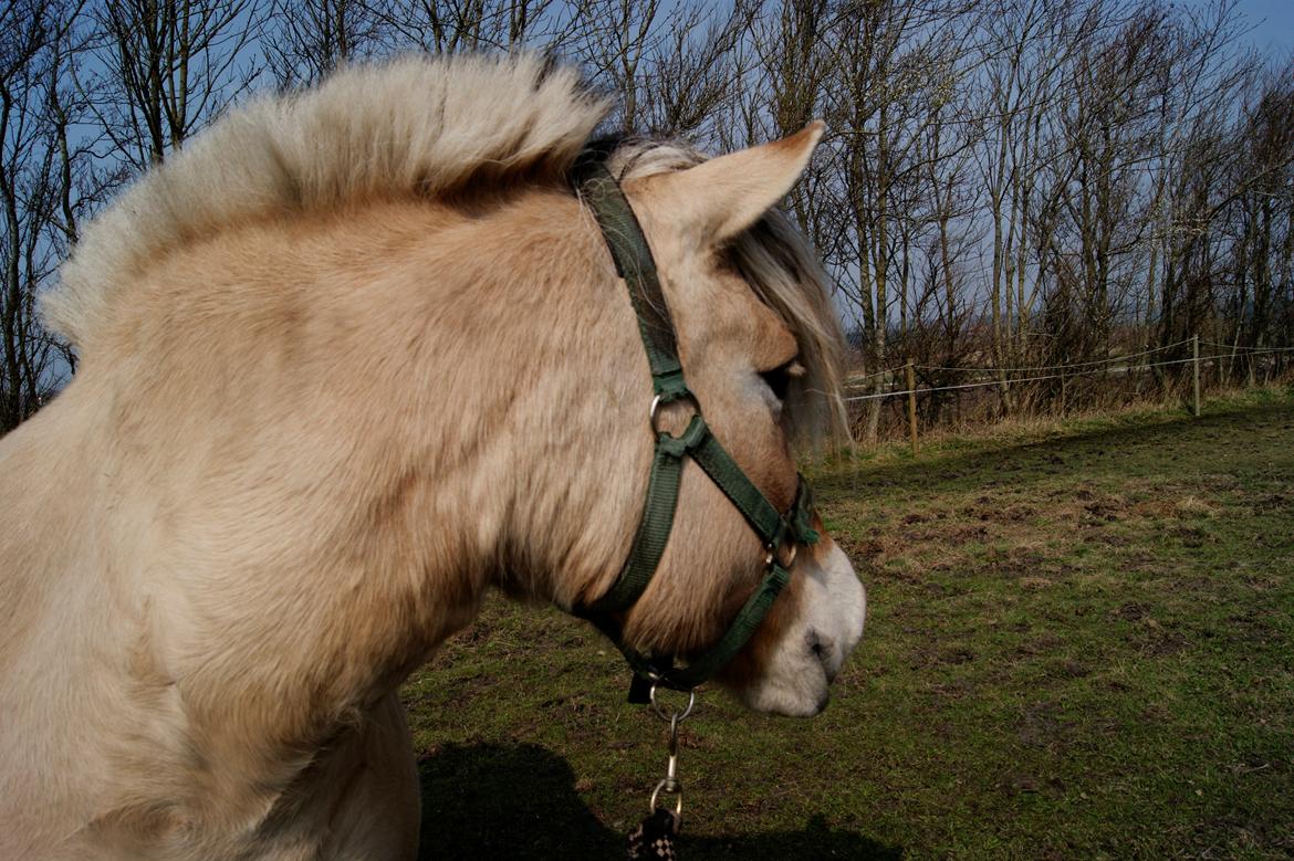 Fjordhest fraja billede 7