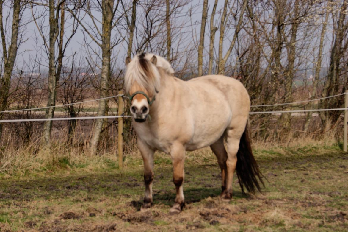 Fjordhest fraja billede 2