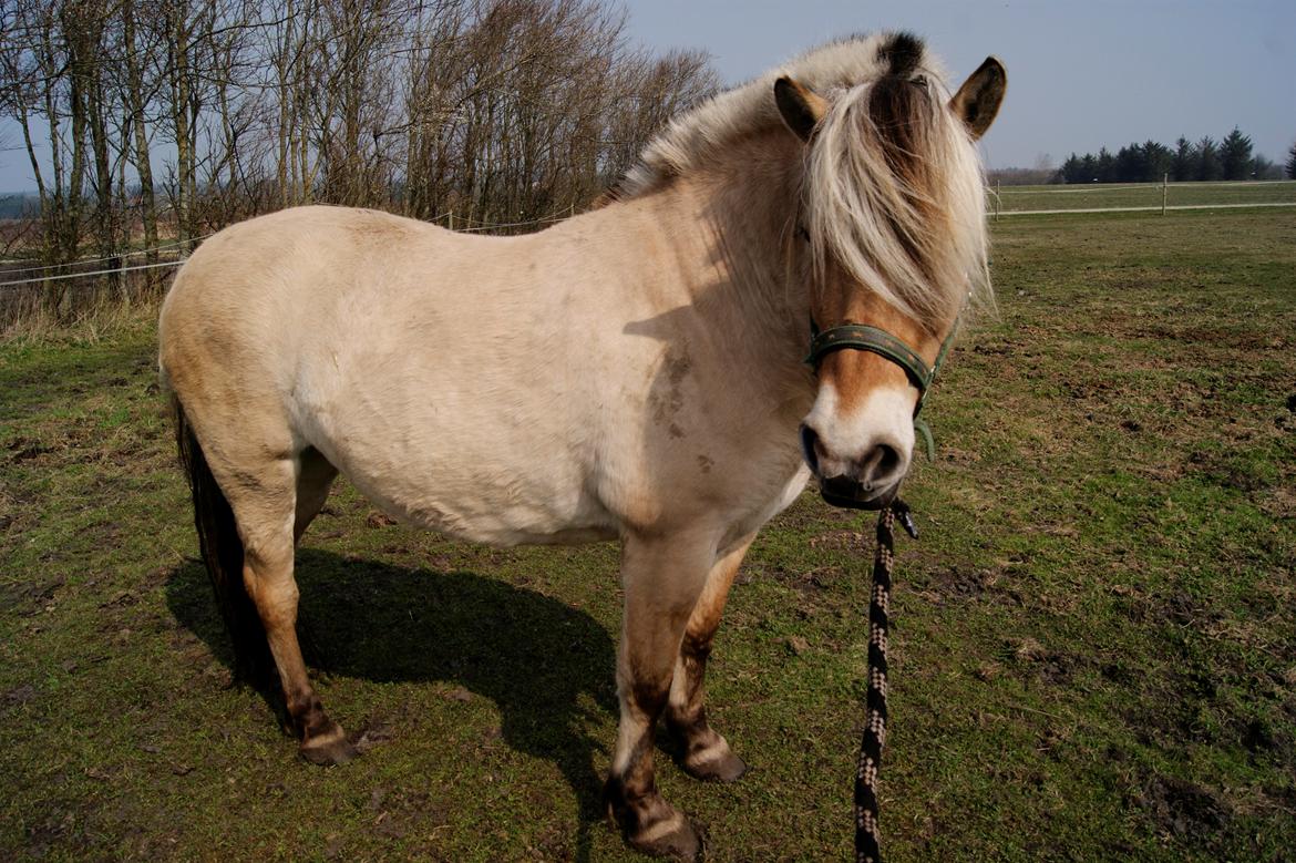 Fjordhest fraja billede 4