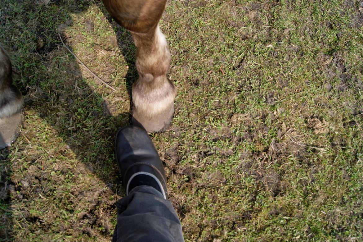 Fjordhest fraja billede 9