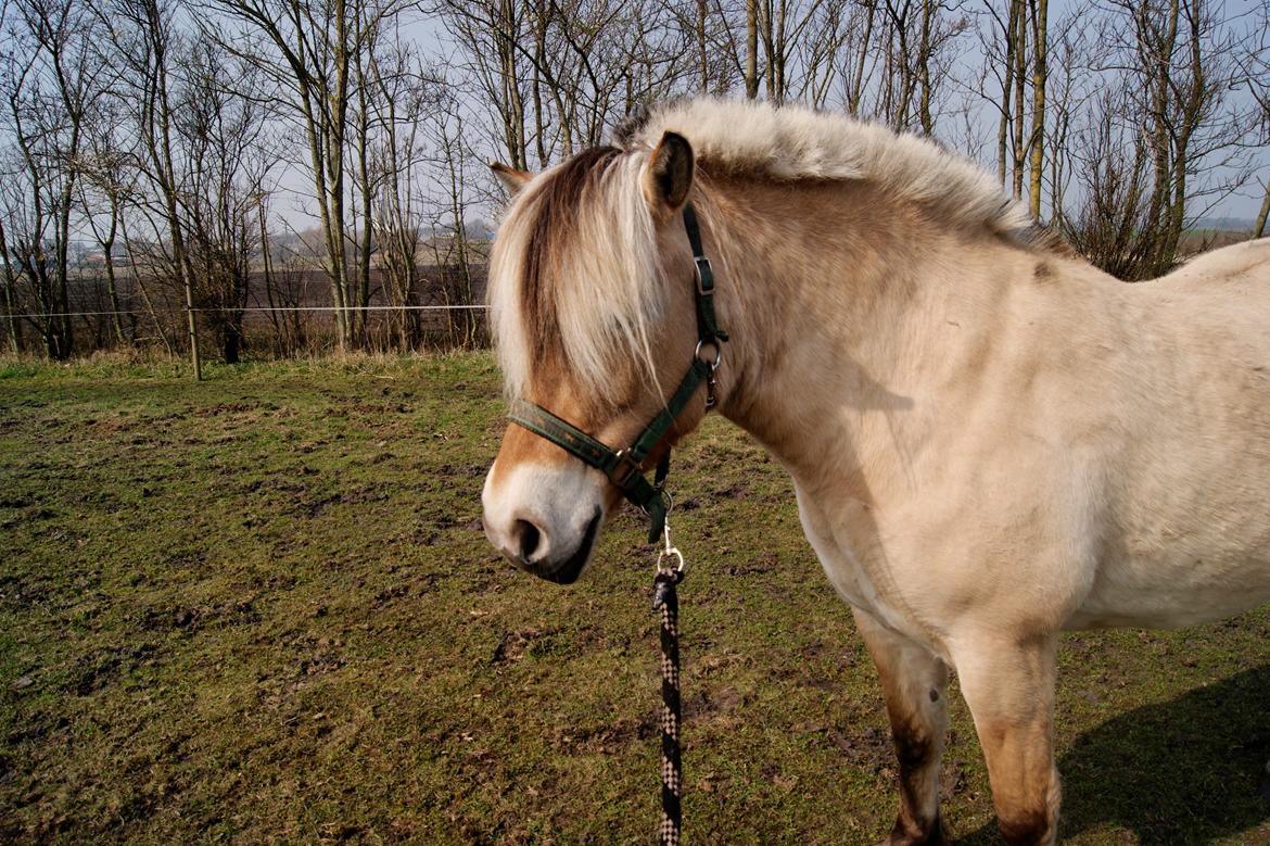 Fjordhest fraja billede 11