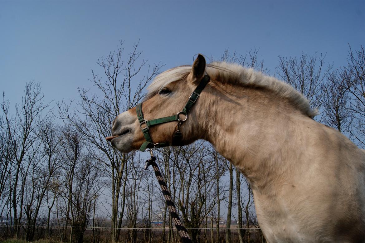 Fjordhest fraja billede 3