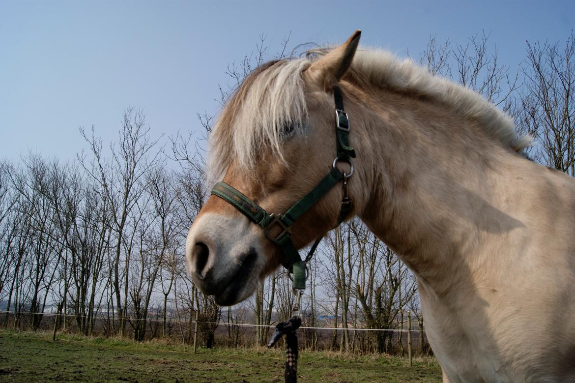 Fjordhest fraja billede 5