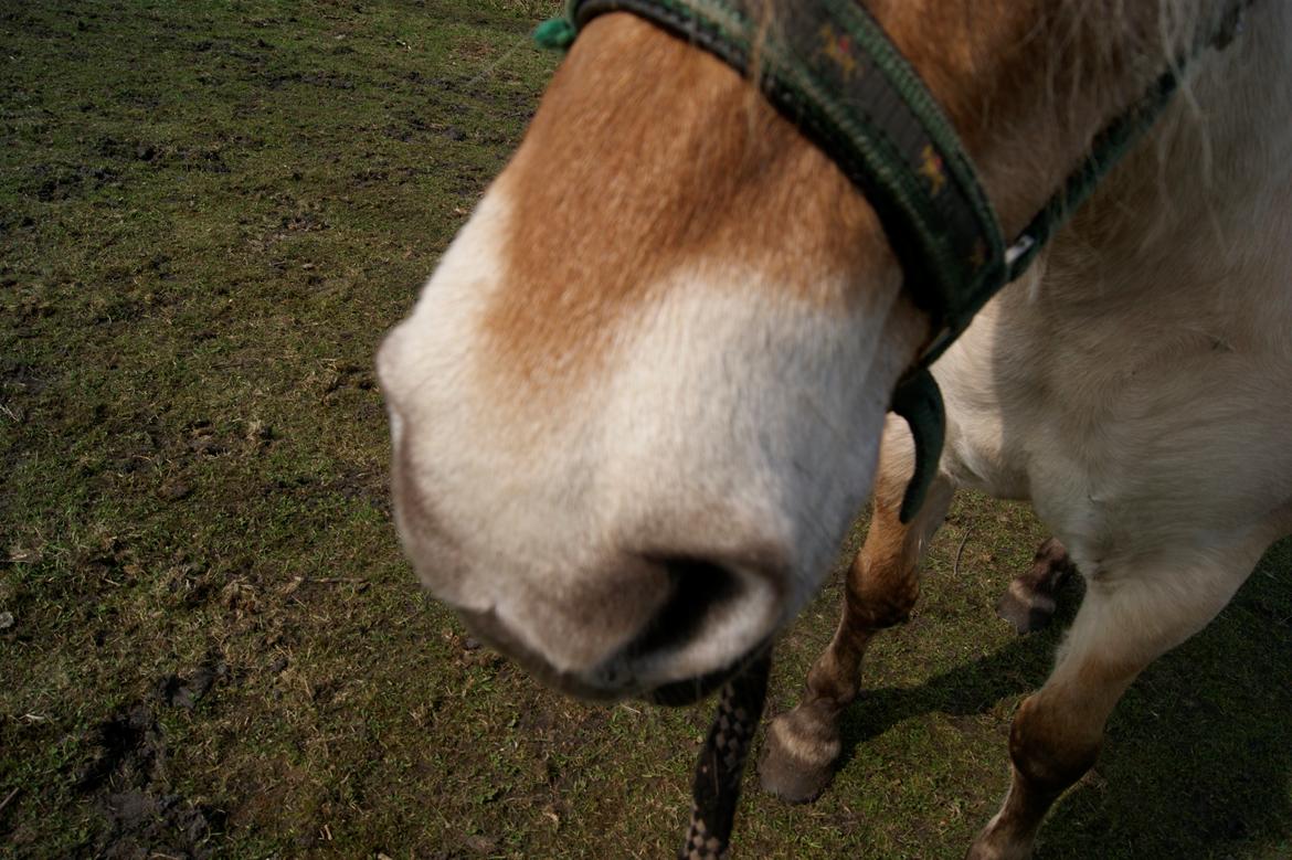 Fjordhest fraja billede 6