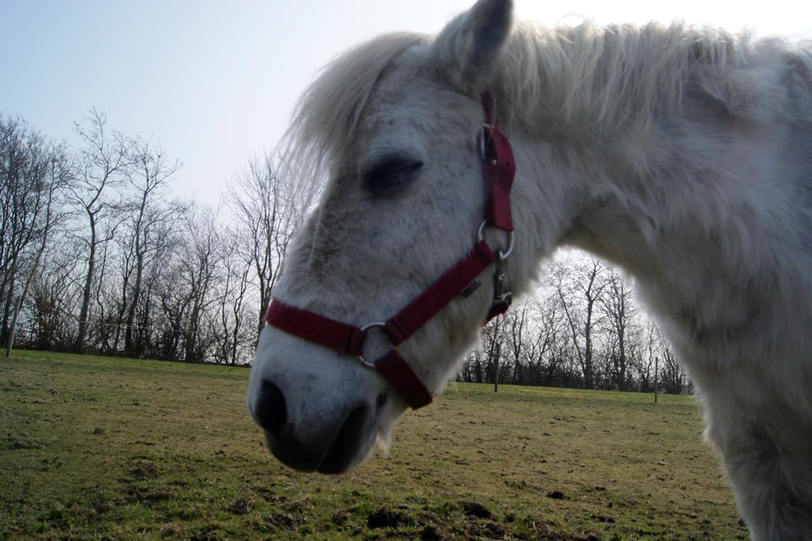 Anden særlig race bonnie billede 5