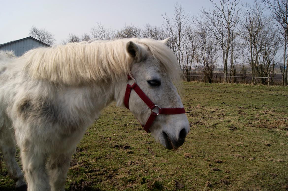 Anden særlig race bonnie billede 4