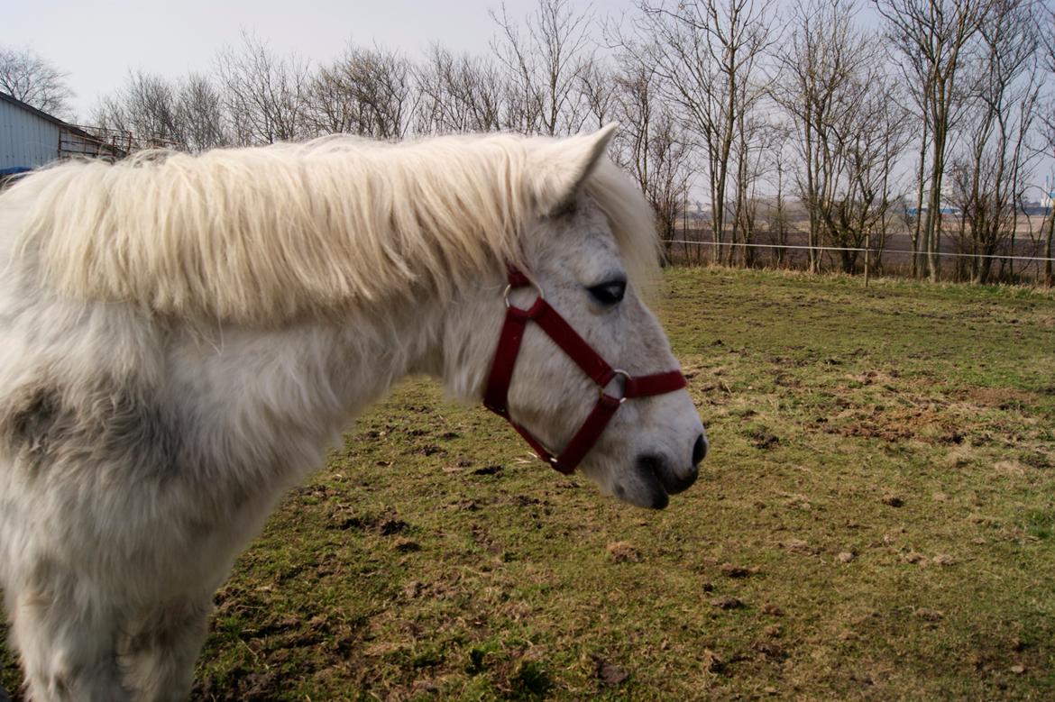 Anden særlig race bonnie billede 3