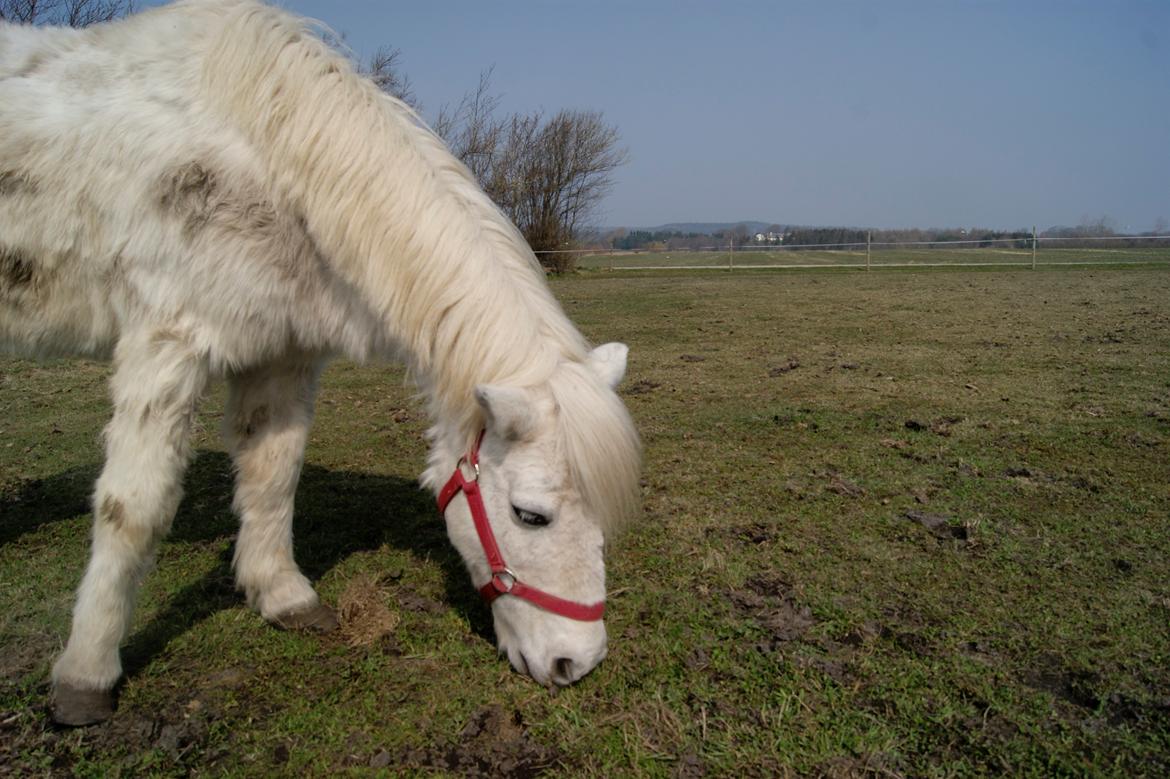Anden særlig race bonnie billede 2