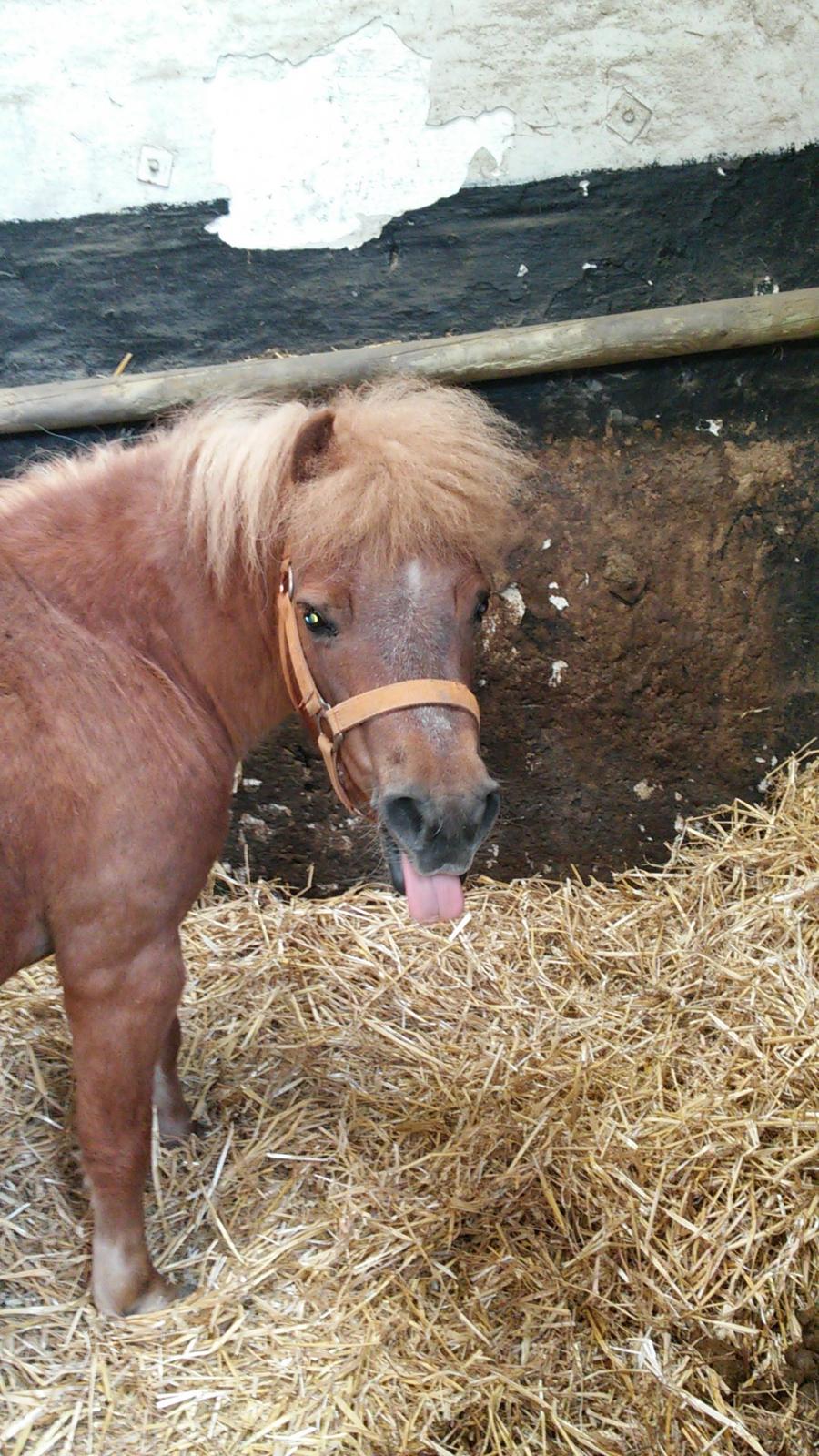 Shetlænder Tira billede 18
