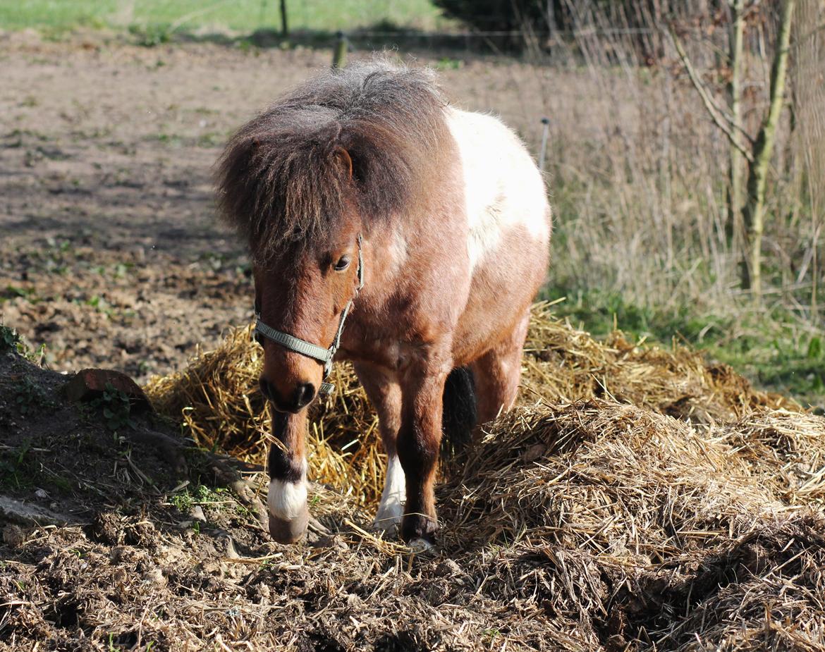 Shetlænder Archie billede 38